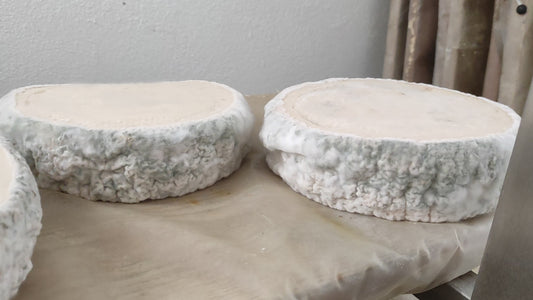 TELLIXEDDA cacciotta stracchina (tipo Brie o Camembert)